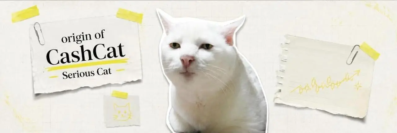 Serious Cat Banner