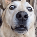 DOGFACE