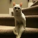 Twitch Cat