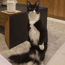 Timo