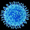 H5N1