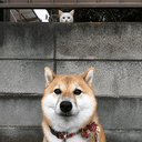 dogcat