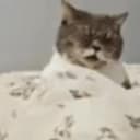 飞机猫