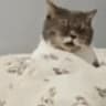 飞机猫