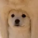 Underdog