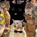 CatCycle