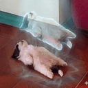 Paningning