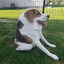 Cooper