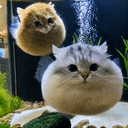 puffercat