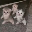 DCATS