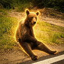 GOONBEAR