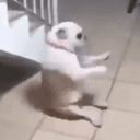 clapdog