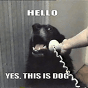 DOG