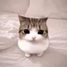 Meowpin
