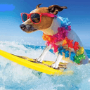 surf