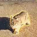 Bobcat