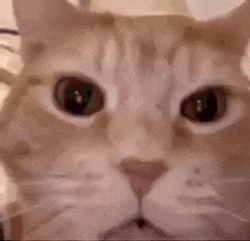 HAHACAT