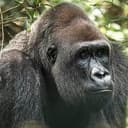 APE