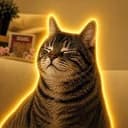 AURACAT