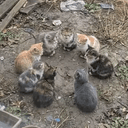 Colony