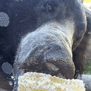 WINNIE