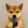 Dogwifgun