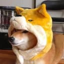 dog²
