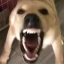 大狗叫