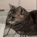 fomocat