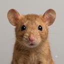 RAT