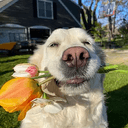 Selfi