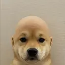 wifout