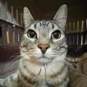 zazu