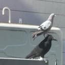 MockBird