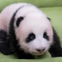 AI BAO