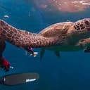 TurtleSlap