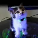 NVIDIACAT