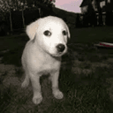 BRUNO