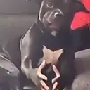 DAWG