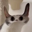 Meepcat