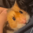 HamHam