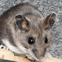 DeerMouse