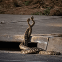 Rattlesnakes