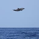 WHALE