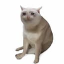 CASHCAT