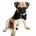 CASHDOG