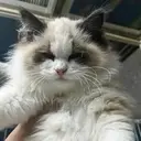 刀豆