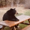 Beary