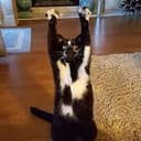 stancat
