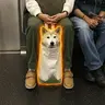 dib